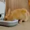 Thumbnail: Cat Mate One-Meal Automatic Pet Feeder 