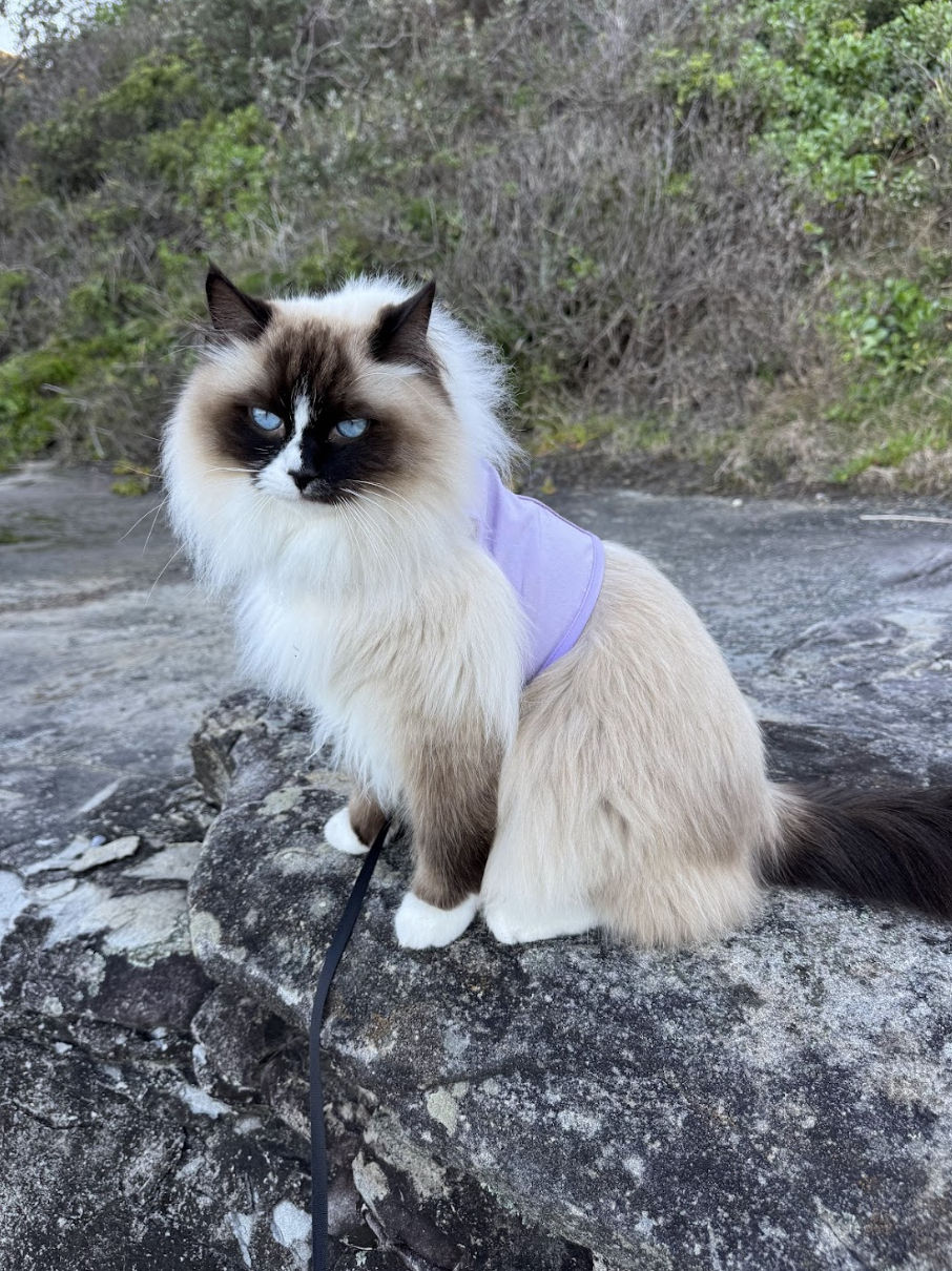 Thumbnail: Catventure - Escape Proof Cat Harness