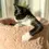 Thumbnail: Sherpa Bed - Small Dogs and Cats