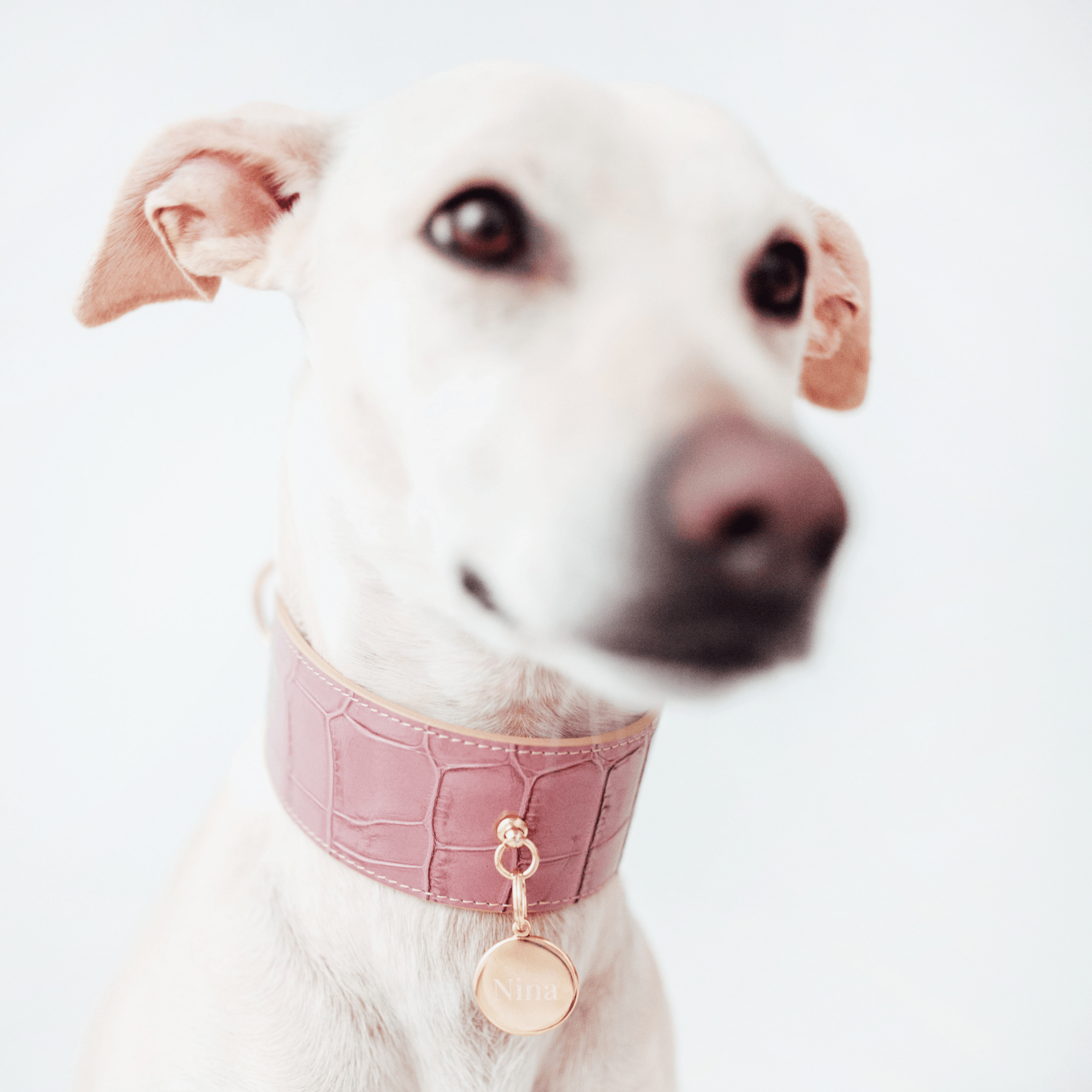 LEATHER DOG COLLAR - Duke Lia