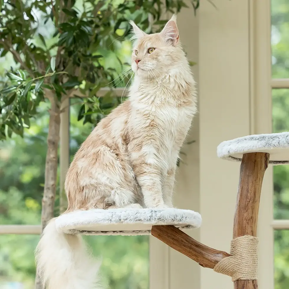 Thumbnail: Back To Nature the High Rise Cat Scratch Post