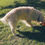 Thumbnail: Two Towers - Interactive Puzzle For Dogs by My Intelligent Dogs 