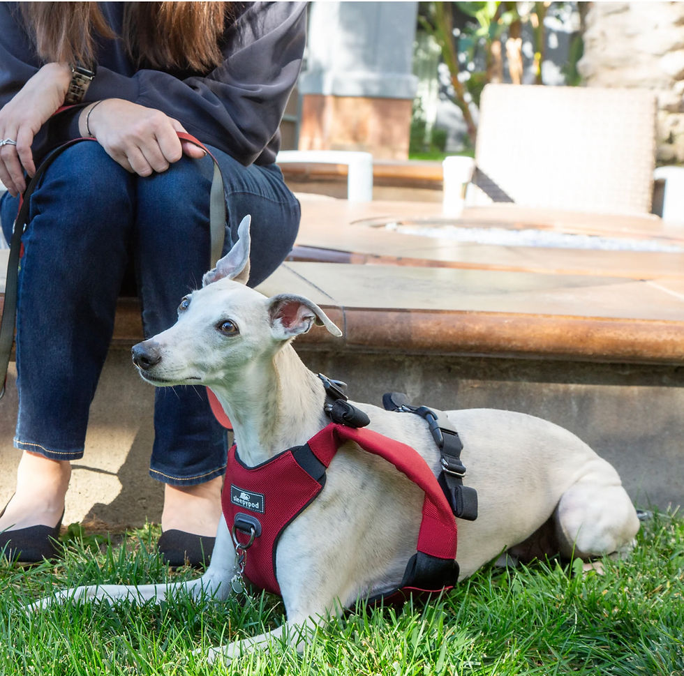 Thumbnail: New - Sleepypod Clickit Range - Car Safety Harness