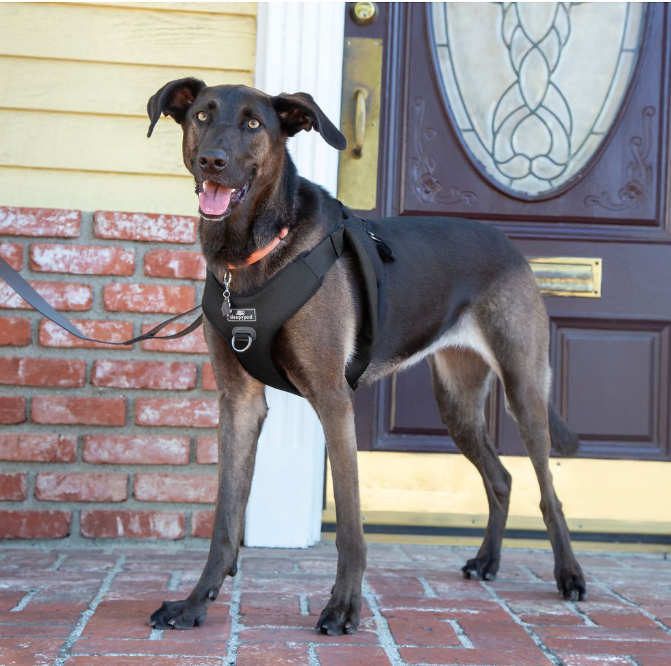 Thumbnail: New - Sleepypod Clickit Range - Car Safety Harness