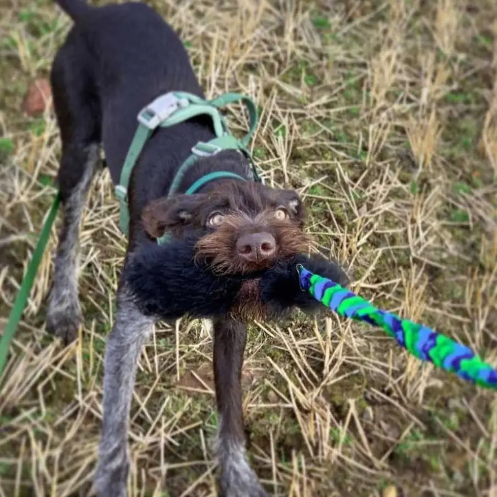 Wondabaa Sheepskin Bungee Tug | Tug Toys | Tug-E-Nuff