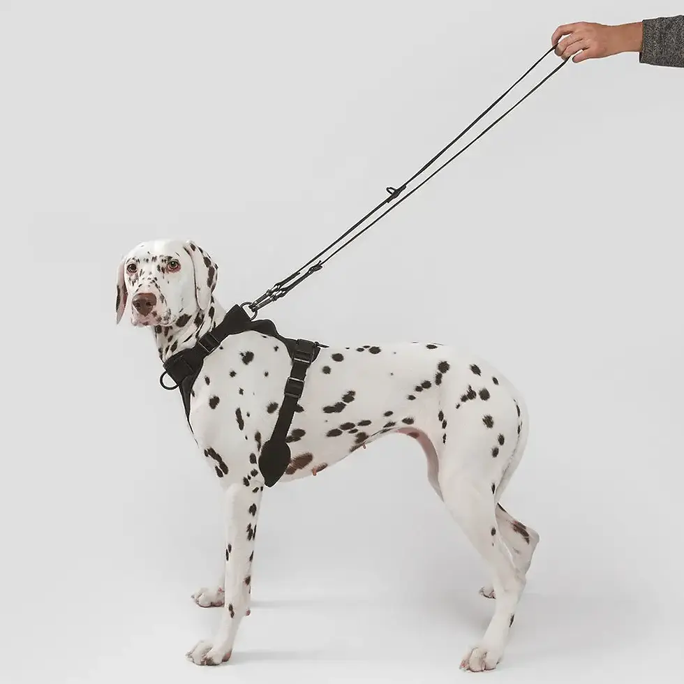 Dog Leash, Gala by Cafide