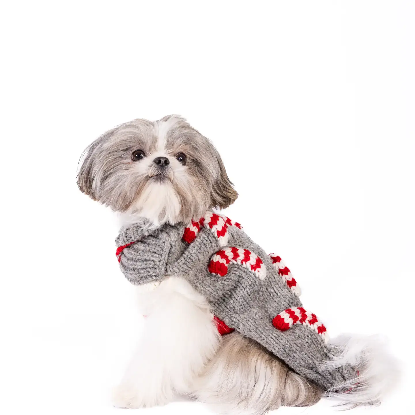 Dog Jumpers Autumn Stock