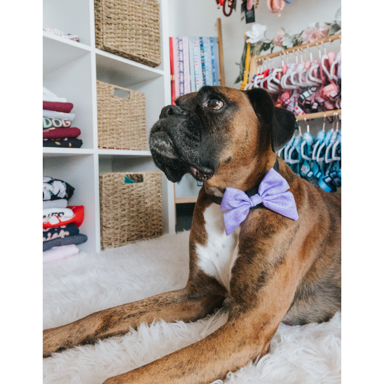 Thumbnail: BOW TIES