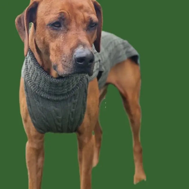Thumbnail: Smarty 100 % Merino Wool Dog Jumper 