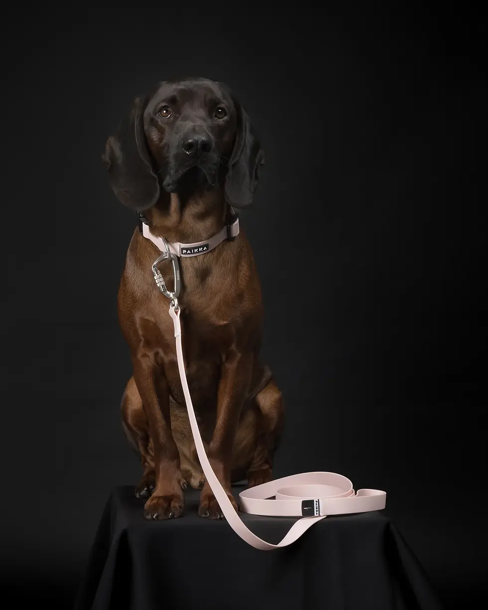 Glow Leash for Dogs by Paikka