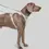 Thumbnail: Dog Harness, Gala by Cafide 