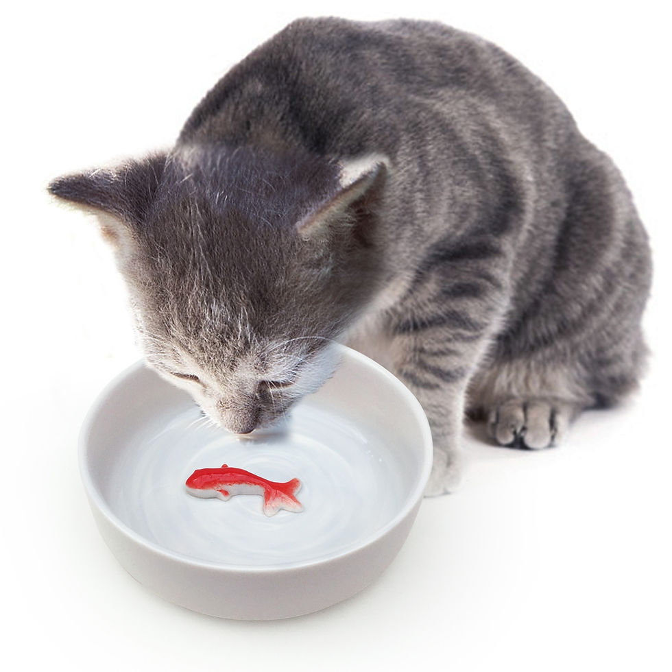 GOLDFISH PET BOWL