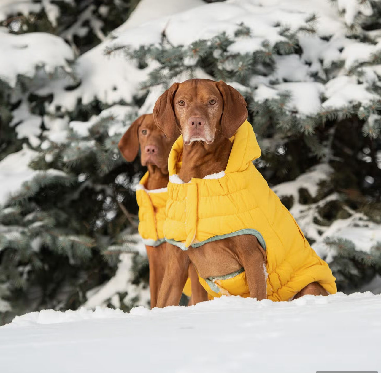 Arctic Parka Dog Coat