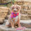 Thumbnail: Plaid Flannel Dog Bow Ties