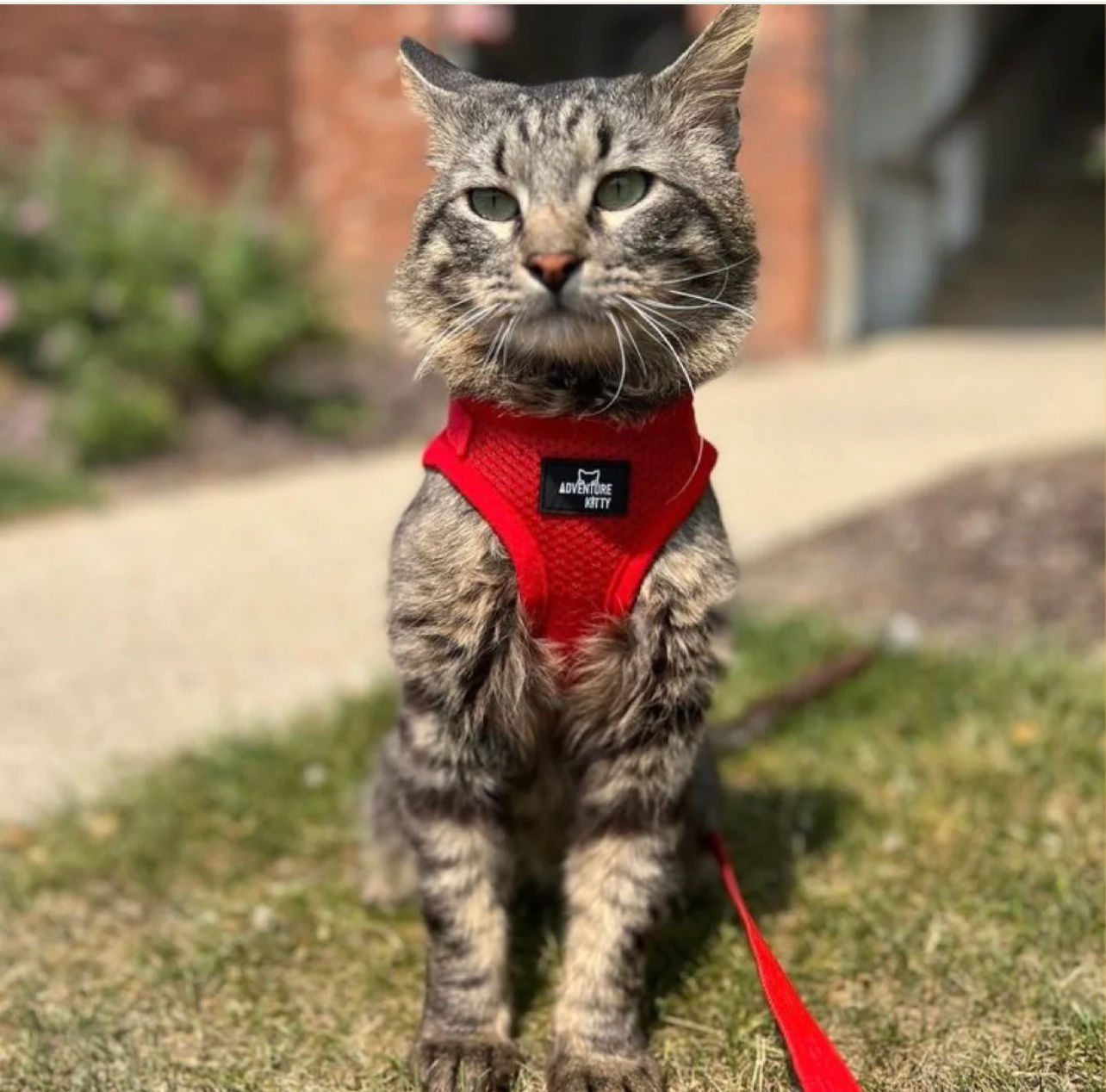 Adventure Kitty MEOWCAT HARNESS AND LEASH