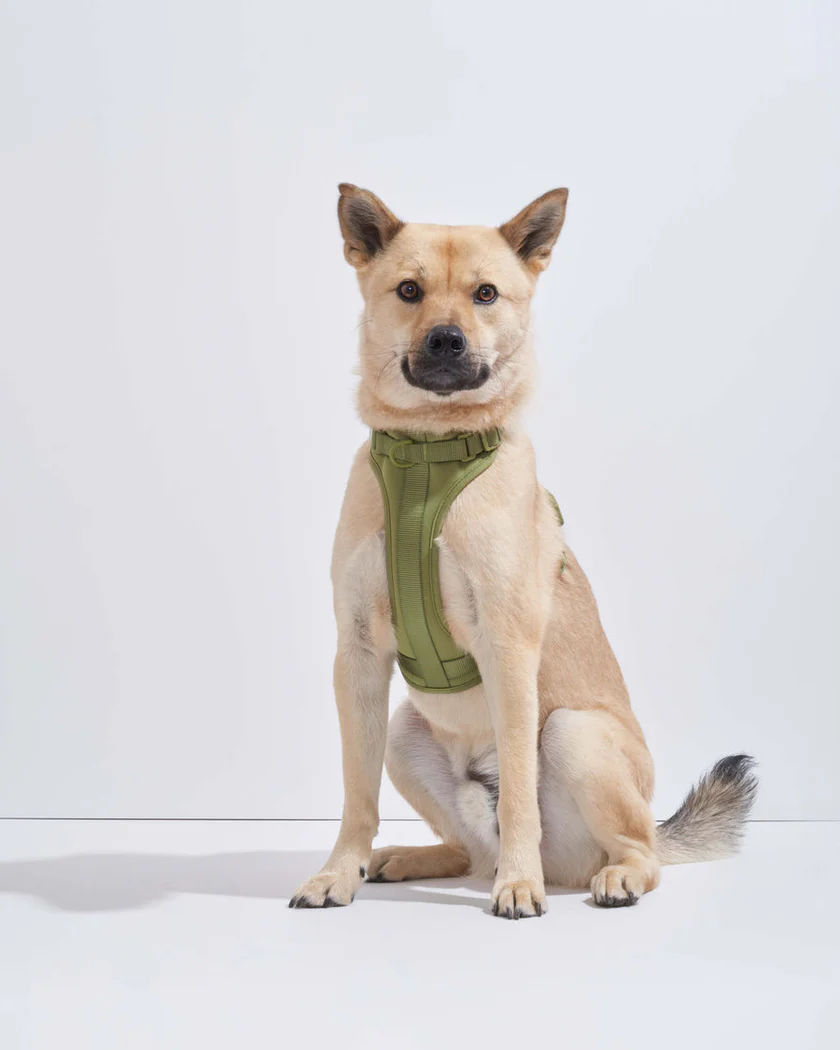 Thumbnail: Wild One Dog Harness 2.0 Limited Edition