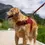 Thumbnail: Sleepypod Martingale Calming Dog Harness - Walking Harness
