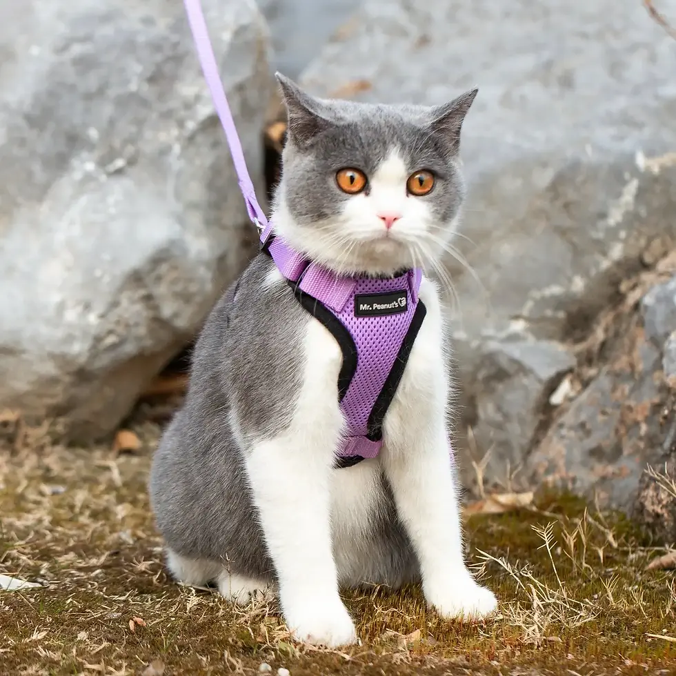 Mr. Peanut's Purrtrek Reflective Cat Harness with Matching Lead