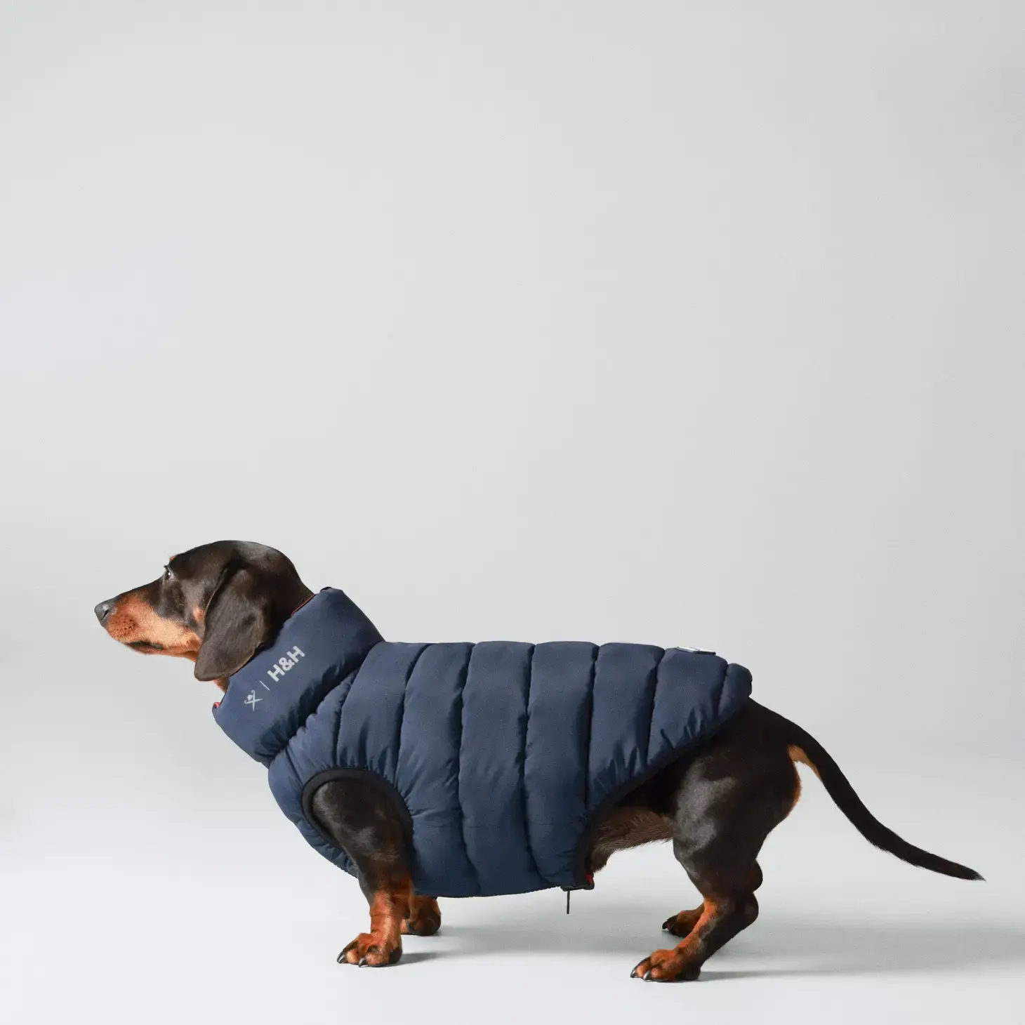 Hackett X Hugo Hudson Dog Puffer Jacket