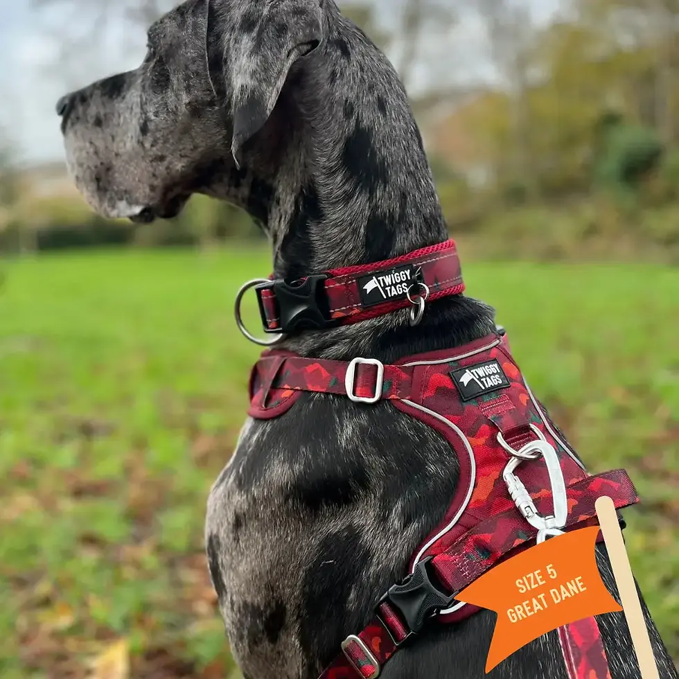 Thumbnail: Adjustable Adventure Dog Harness with Handle - Aurora