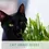 Thumbnail: Cat Lovers. Eco Grow Your Own Plant Kit, Gardening Kit