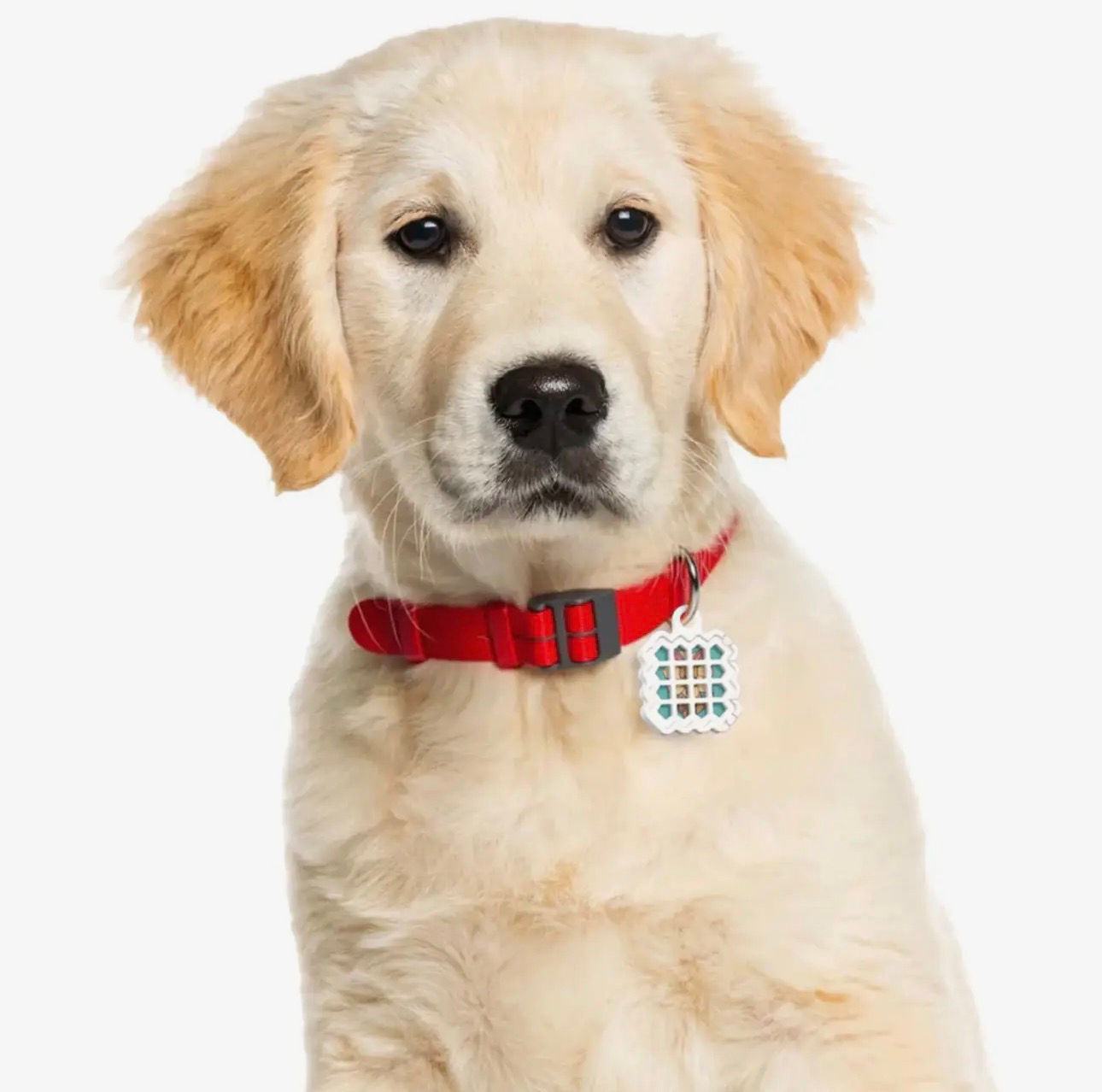 NATPAT Pet Locket - Collar Locket for prevention stickers