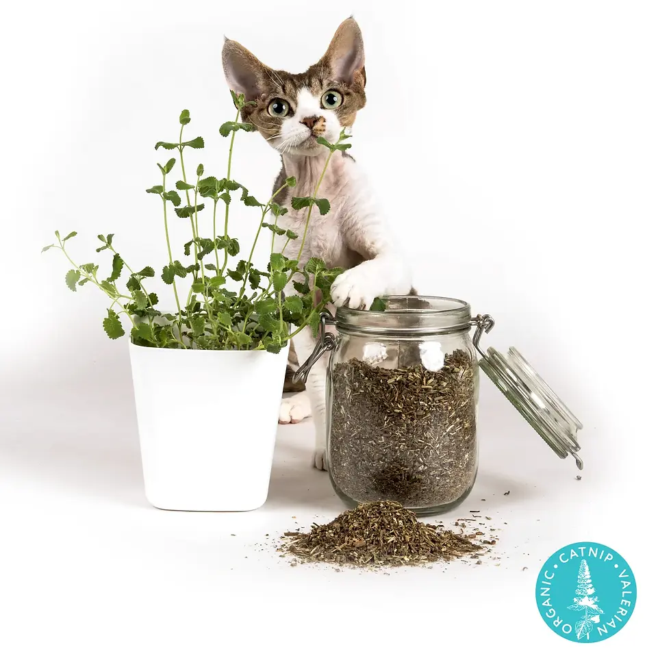 Thumbnail: Profeline - Cat Toy Organic LoveHeart