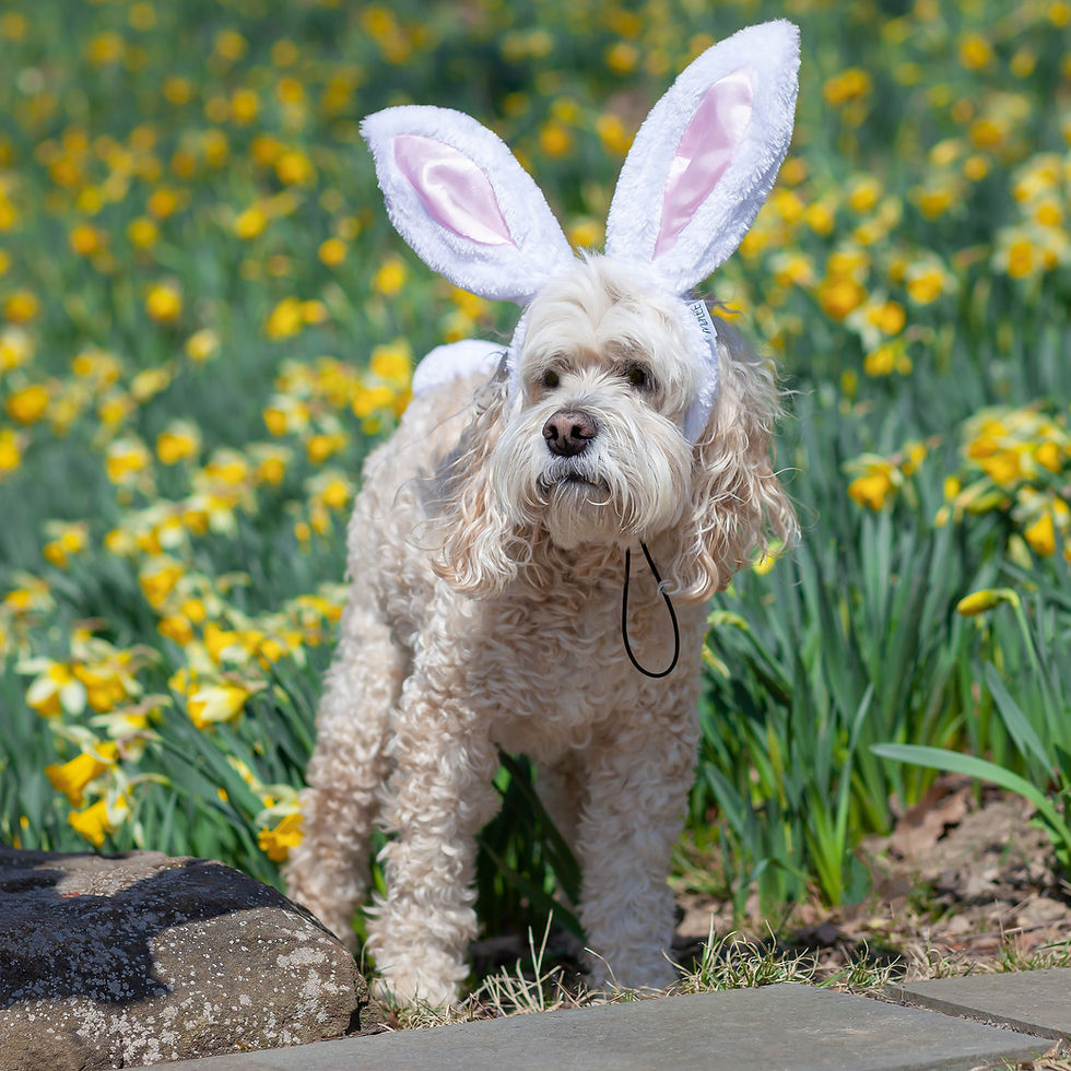 Thumbnail: WHOS YOUR BUNNY EARS & TAIL
