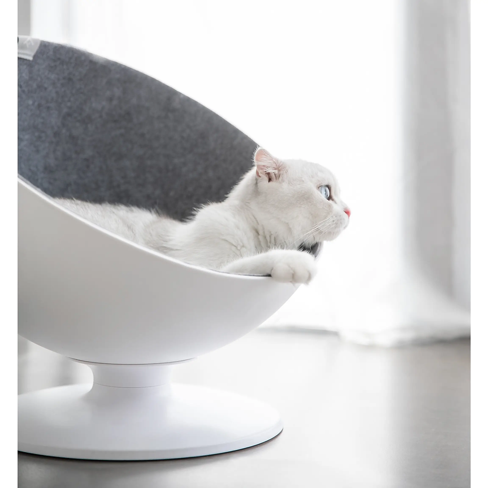 Cat chair bed clearance
