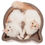 Thumbnail: Necoichi Large Cat-Headed Scratcher Bed (Birch)