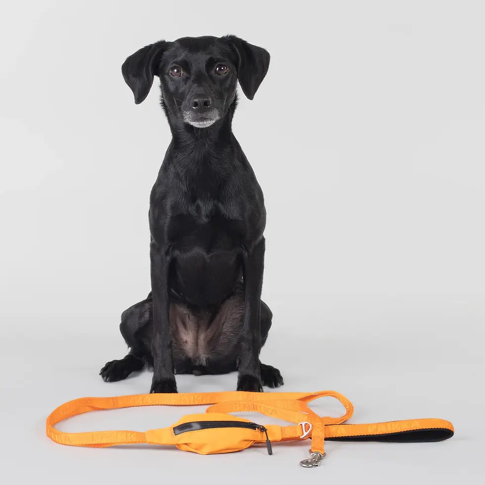 Thumbnail: Paikka Visibility Carabiner Leash for Dogs
