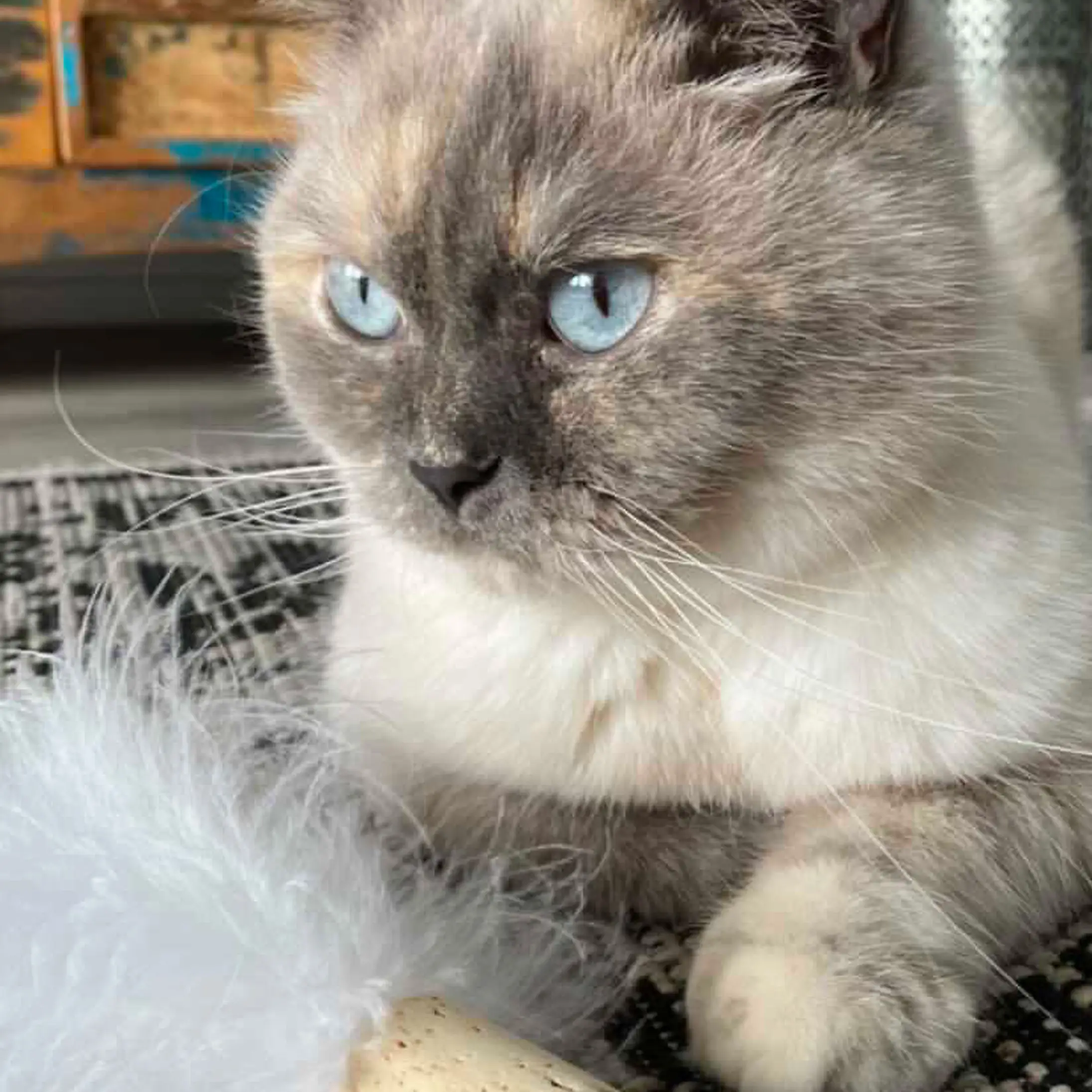 Siamese cat outlet balls