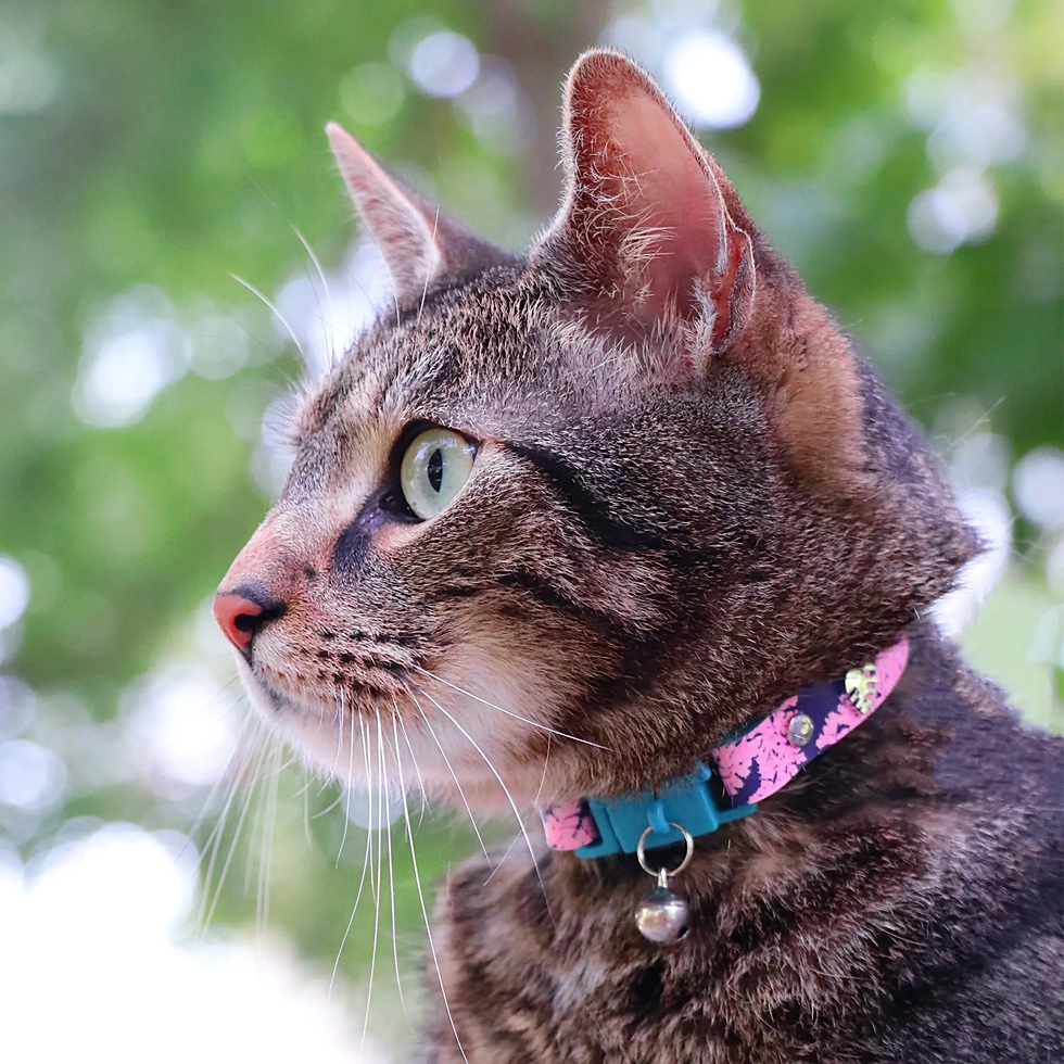 Thumbnail: KITTYRAMA BOTANICALS CAT COLLARS- Quick Release, Breakaway, Hypoallergeni