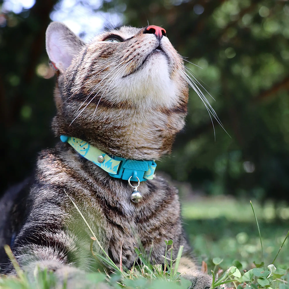 Thumbnail: KITTYRAMA BOTANICALS CAT COLLARS- Quick Release, Breakaway, Hypoallergeni