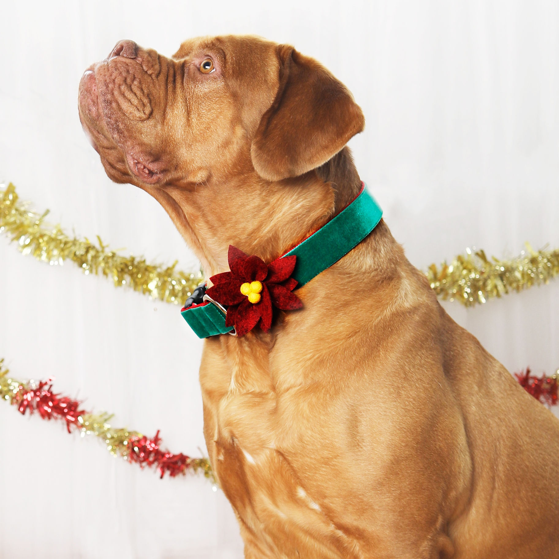 Poinsettia Holiday Dog Collar Flower