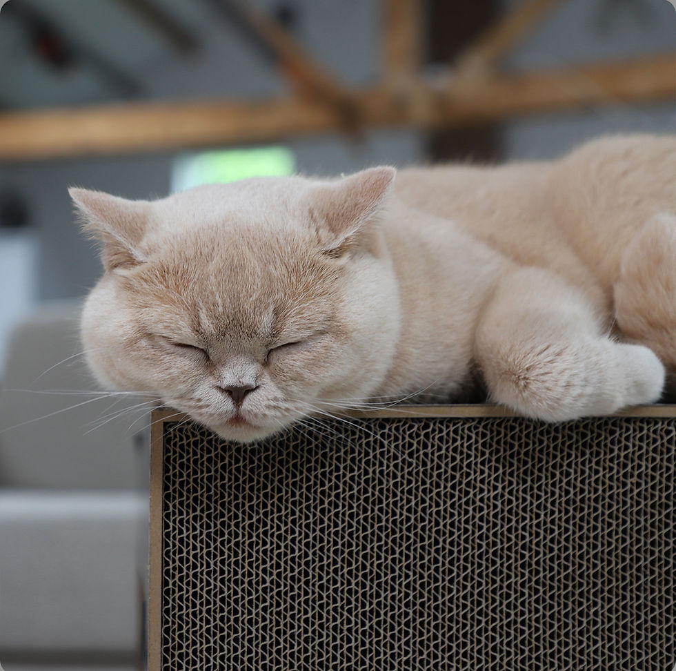 Thumbnail: Cat Scratcher Table Furniture by Hoopo