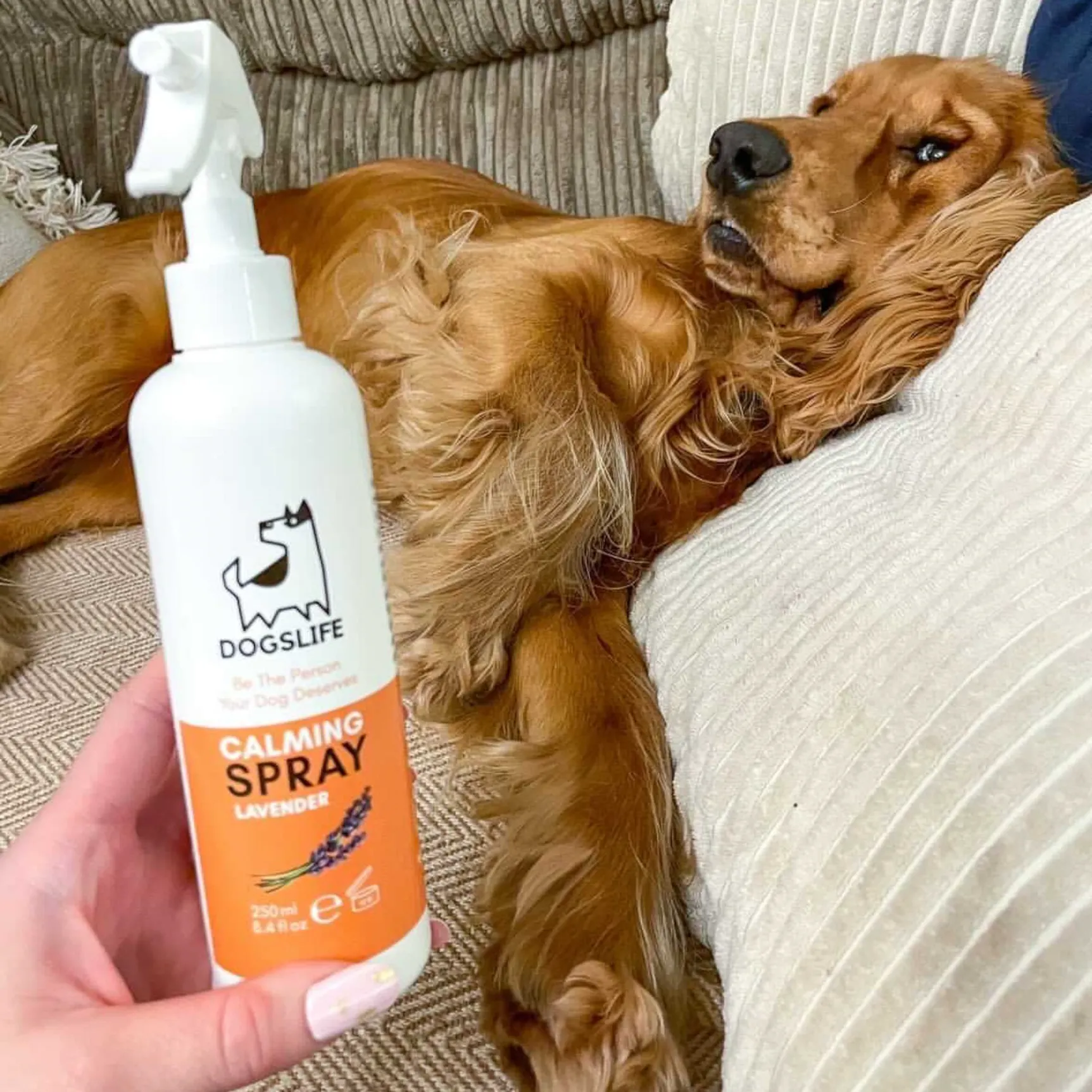 Calming Spray For Dogs