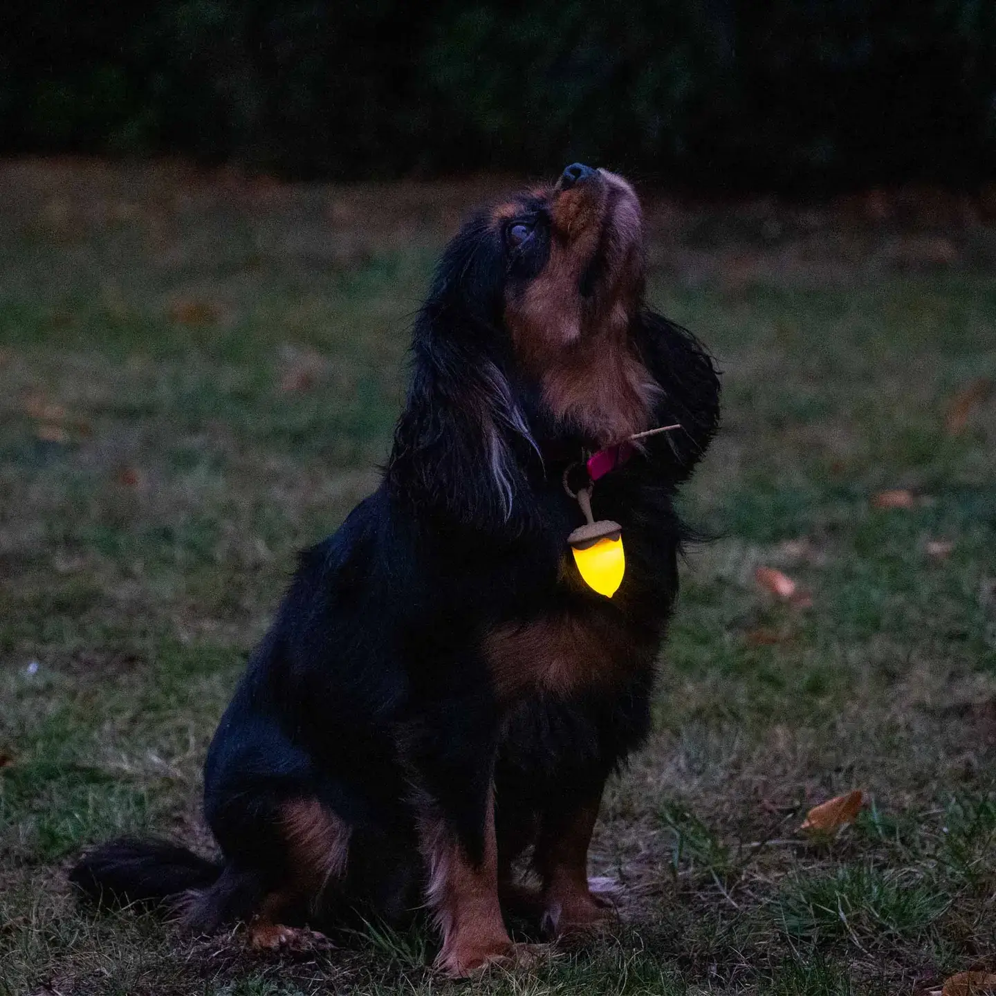 Rechargable Acorn Blinker For Night Safety