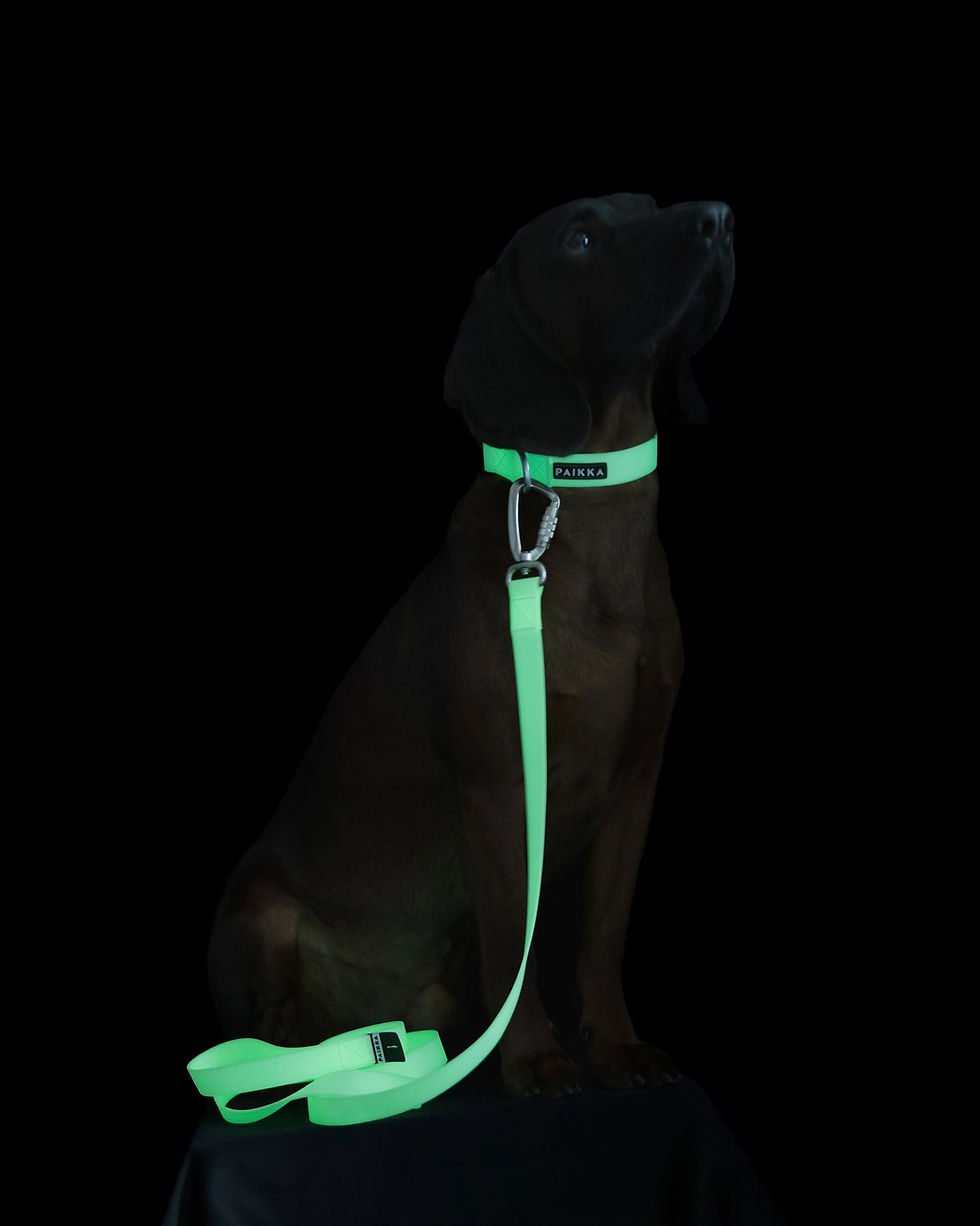 Thumbnail: Glow Leash for Dogs by Paikka 