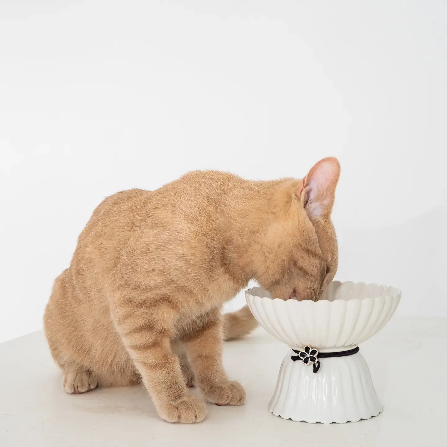 Cat Ceramic Bowl - White & Black Flower by Dexipaws