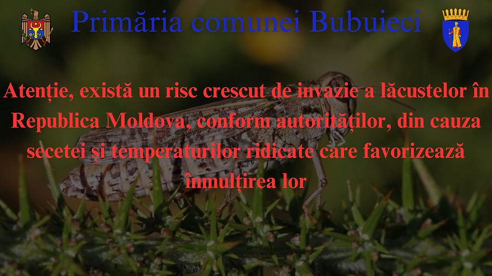 ‼️ATENȚIE: Risc de Invazie a Lăcustelor în Republica Moldova!