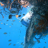 Marine_organisms_entangled_in_a_ghost_net_within_the_Maldives_(Olive_Ridley_Project).jpg