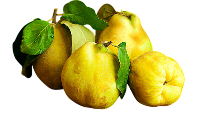 Ayva nasıl yetiştirilir? Nasıl bakılır?