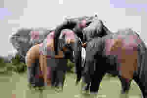 3 Elephants interacting