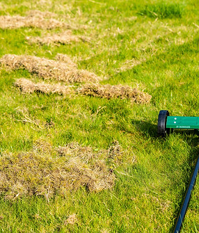 Removing dead grass after winter, spring care of grass, rural garden concept, Debris Left