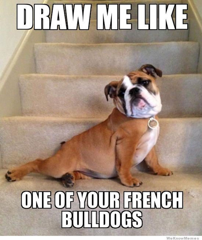 A lazy Bulldog