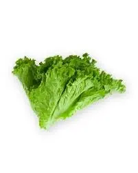 Green Lettuce