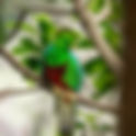 Tour del Quetzal - Montañas del Volcán de Atitlán