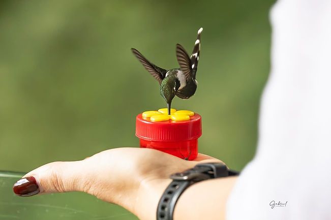 colibri_ciudad_03.jpeg