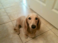 Cooper